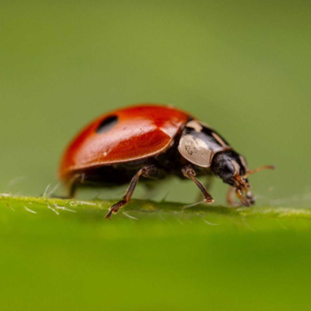 Adalia-bipunctata.png